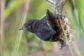 Rufous-vented Tapaculo