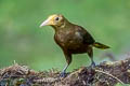 Russet-backed Oropendola Psarocolius angustifrons alfredi