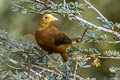 Russet-backed Oropendola Psarocolius angustifrons alfredi