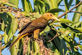 Russet-backed Oropendola Psarocolius angustifrons alfredi