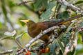 Russet-backed Oropendola Psarocolius angustifrons alfredi