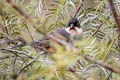 Rusty-bellied Brushfinch Atlapetes nationi nationi