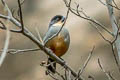 Rusty-bellied Brushfinch Atlapetes nationi nationi