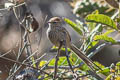 Rusty-crowned Tit-Spinetail Leptasthenura pileata pileata