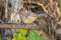 Rusty-crowned Tit-Spinetail Leptasthenura pileata pileata