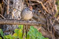 Rusty-crowned Tit-Spinetail Leptasthenura pileata pileata