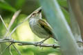 Rusty-fronted Tody-Flycatcher Poecilotriccus latirostris caniceps