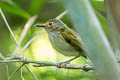 Rusty-fronted Tody-Flycatcher Poecilotriccus latirostris caniceps