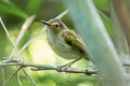 Rusty-fronted Tody-Flycatcher Poecilotriccus latirostris caniceps