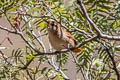 Rusty-fronted Canastero Asthenes ottonis