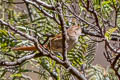 Rusty-fronted Canastero Asthenes ottonis