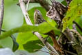 Rusty-winged Barbtail Premnornis guttuliger guttuliger