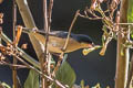 Rusty Flowerpiercer Diglossa sittoides decorata