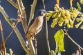 Rusty Flowerpiercer Diglossa sittoides decorata