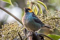 Saffron-crowned Tanager Tangara xanthocephala