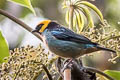 Saffron-crowned Tanager Tangara xanthocephala