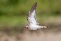 Ladder-tailed Nightjar Hydropsalis climacocerca climacocerca