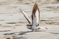 Ladder-tailed Nightjar Hydropsalis climacocerca climacocerca