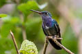 Sapphire-spangled Emerlad Chionomesa lactea bartletti