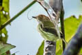 Scale-crested Pygmy Tyrant Lophotriccus pileatus hypochlorus 