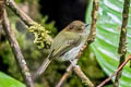 Scale-crested Pygmy Tyrant Lophotriccus pileatus pileatus 