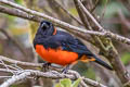 Scarlet-bellied Mountain Tanager Anisognathus igniventris ignicrissa 