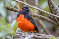 Scarlet-bellied Mountain Tanager Anisognathus igniventris ignicrissa 