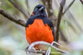 Scarlet-bellied Mountain Tanager Anisognathus igniventris ignicrissa 