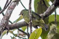 Scarlet-breasted Fruiteater Pipreola frontalis squamipectus