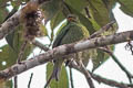 Scarlet-breasted Fruiteater Pipreola frontalis squamipectus