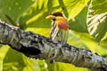 Scarlet-crowned Barbet Capito aurovirens