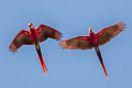 Scarlet Macaw Ara macao macao