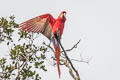 Scarlet Macaw Ara macao macao