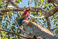 Scarlet Macaw Ara macao macao