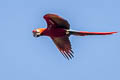 Scarlet Macaw Ara macao macao