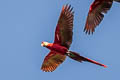 Scarlet Macaw Ara macao macao
