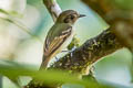 Sepia-capped Flycatcher Leptopogon amaurocephalus peruvianus