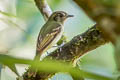 Sepia-capped Flycatcher Leptopogon amaurocephalus peruvianus