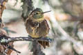 Shining Sunbeam Aglaeactis cupripennis cupripennis