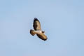 Short-tailed Hawk Buteo brachyurus brachyurus