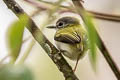 Short-tailed Pygmy Tyrant Myiornis ecaudatus ecaudatus