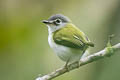 Short-tailed Pygmy Tyrant Myiornis ecaudatus ecaudatus