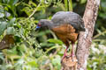 Sickle-winged Guan Chamaepetes goudotii tschudii 