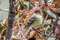 Sierran Elaenia Elaenia pallatangae intensa