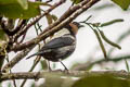 Silver-backed Tanager Stilpnia viridicollis fulvigula