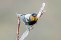 Silver-backed Tanager Stilpnia viridicollis fulvigula