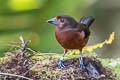 Silver-beaked Tanager Ramphocelus carbo connectens