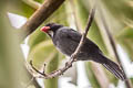 Slate-coloured Grosbeak Saltator grossus grossus