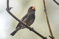 Slate-coloured Seedeater Sporophila schistacea longipennis