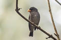 Slate-coloured Seedeater Sporophila schistacea longipennis